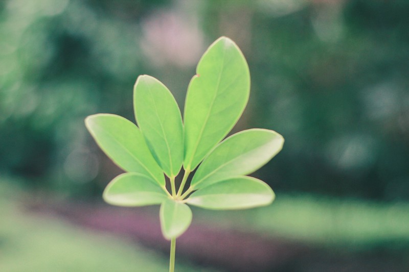 我是小小摄影师