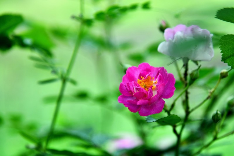 蔷薇花亦艳
