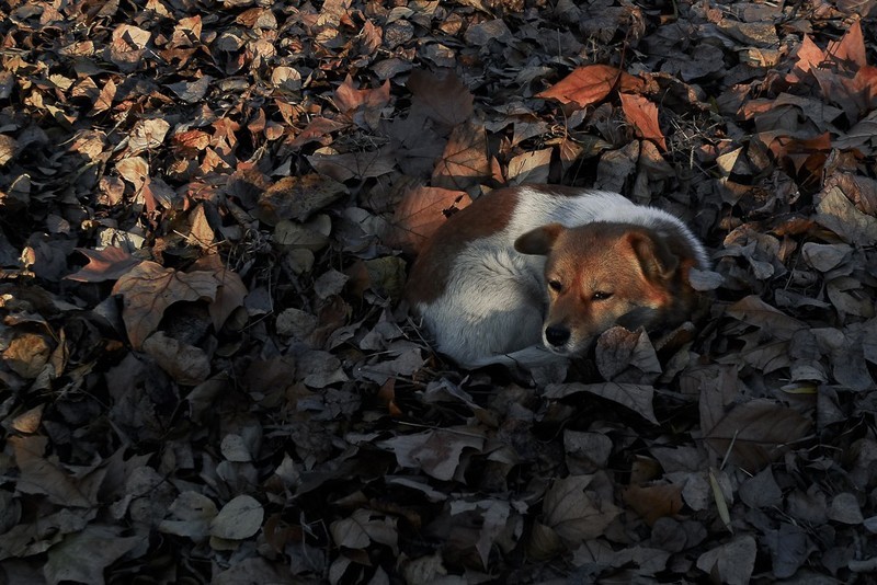 16年前的CCD小卡（松下LX3）还可以出片