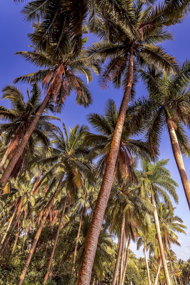 椰子之乡-文昌-椰子大观园（2）