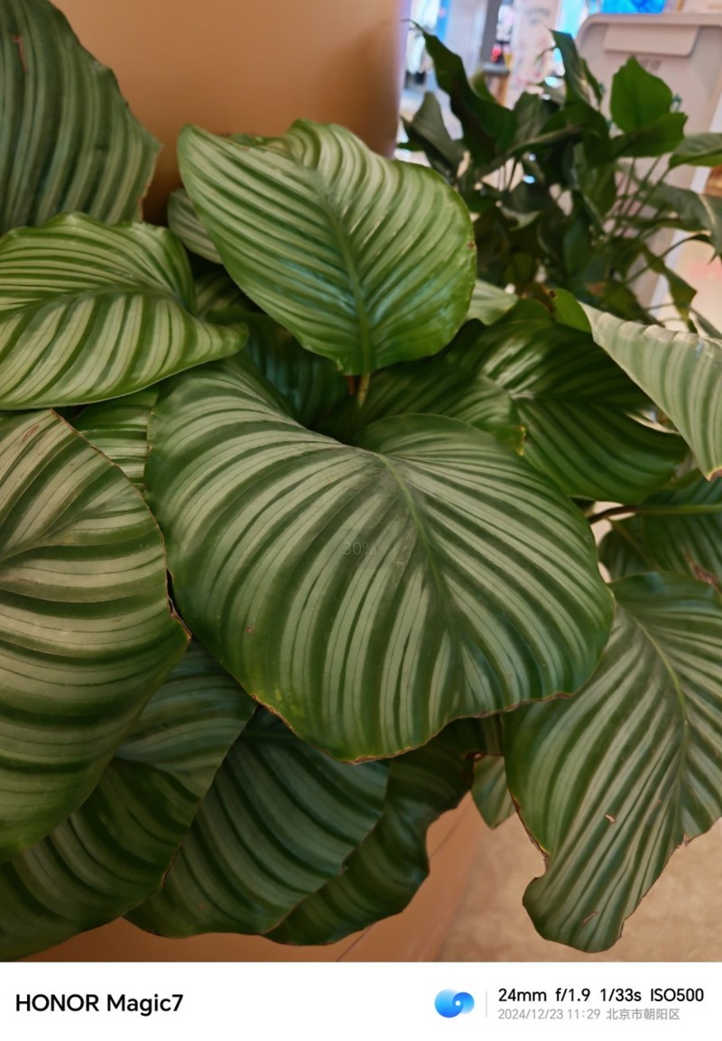 猝不及防！荣耀放大招，magic7系列卖的最好的竟然是标准版