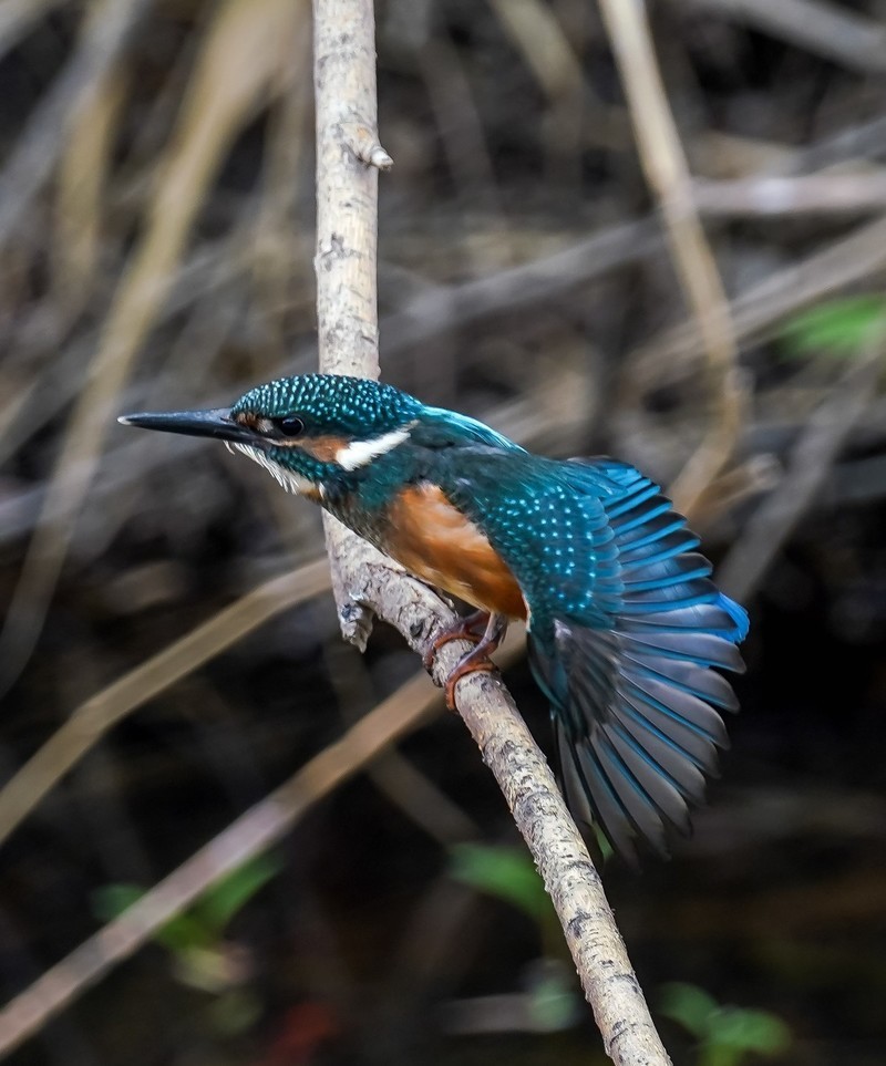 兰州滨河路风景区的小鸟
