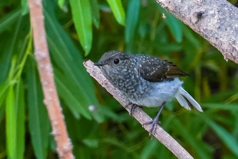 兰州滨河路风景区的小鸟