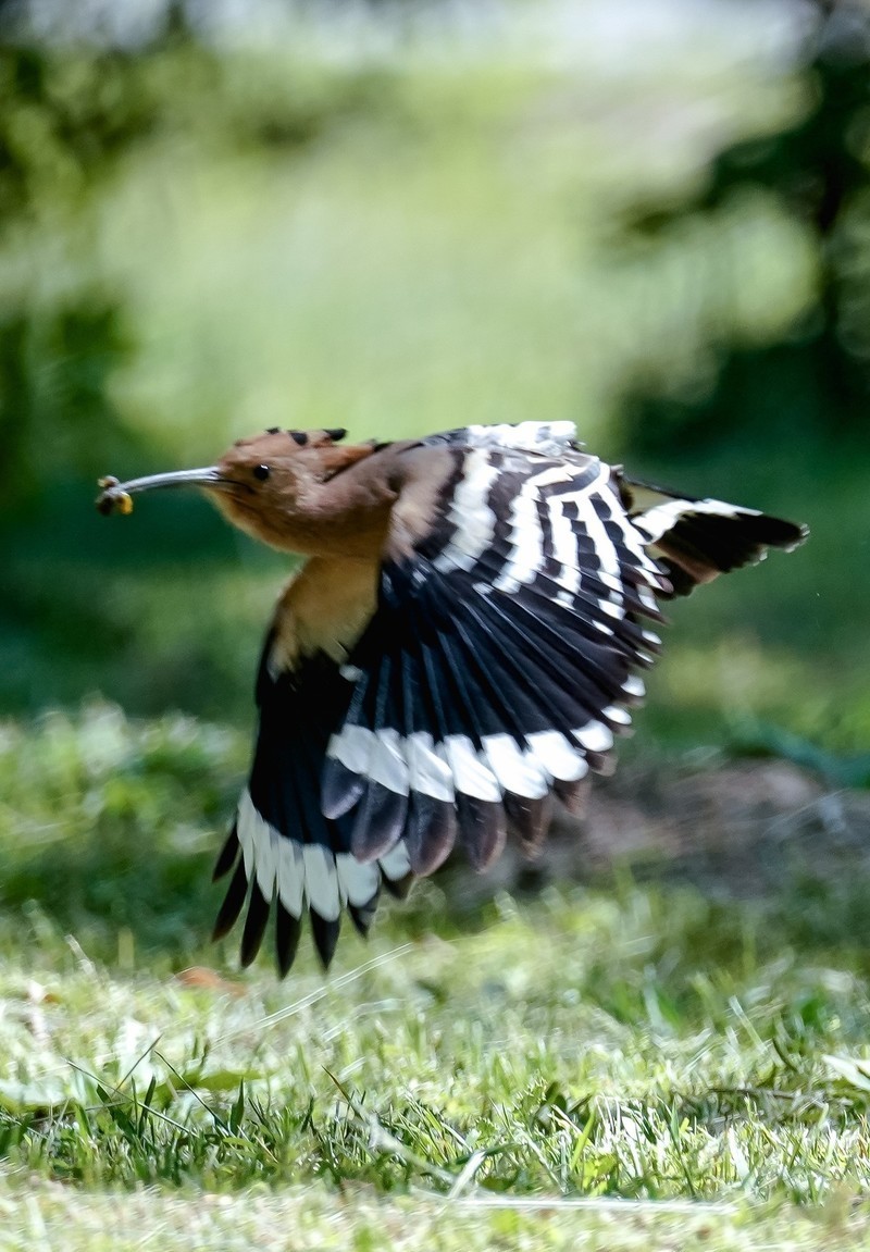 兰州滨河路风景区的小鸟