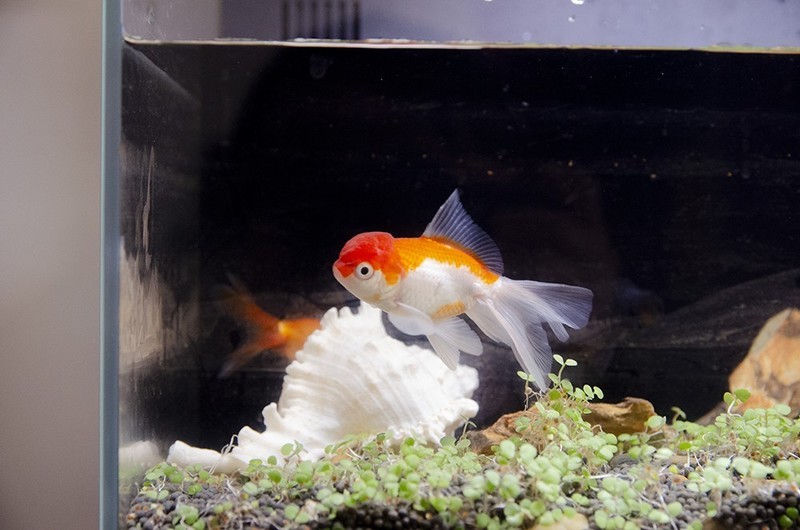 原来鱼还可以这么养？当贝智能鱼缸1Ultra性能大揭秘