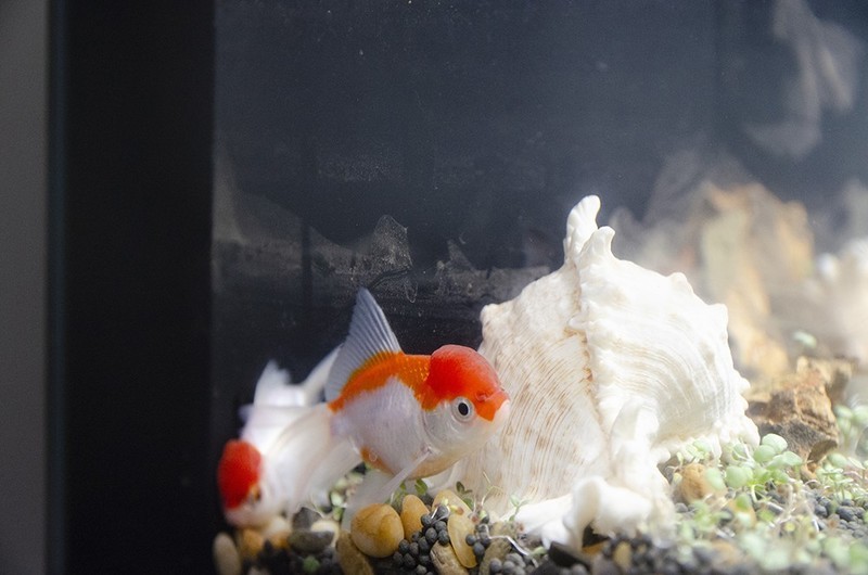 原来鱼还可以这么养？当贝智能鱼缸1Ultra性能大揭秘