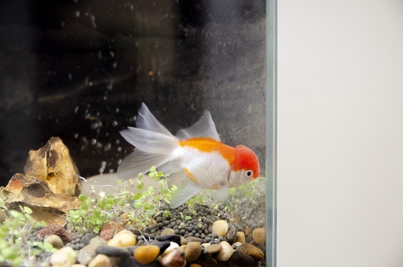 原来鱼还可以这么养？当贝智能鱼缸1Ultra性能大揭秘