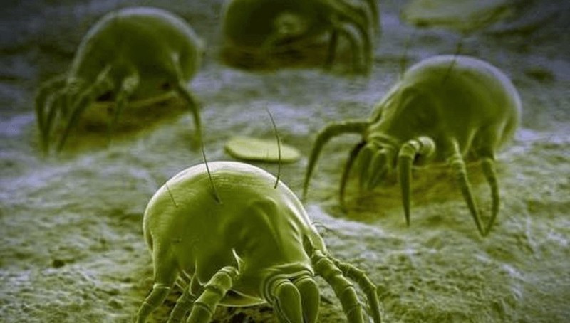 床上除螨仪十大文明用语排行榜：除螨仪排行榜前十名实测大比拼