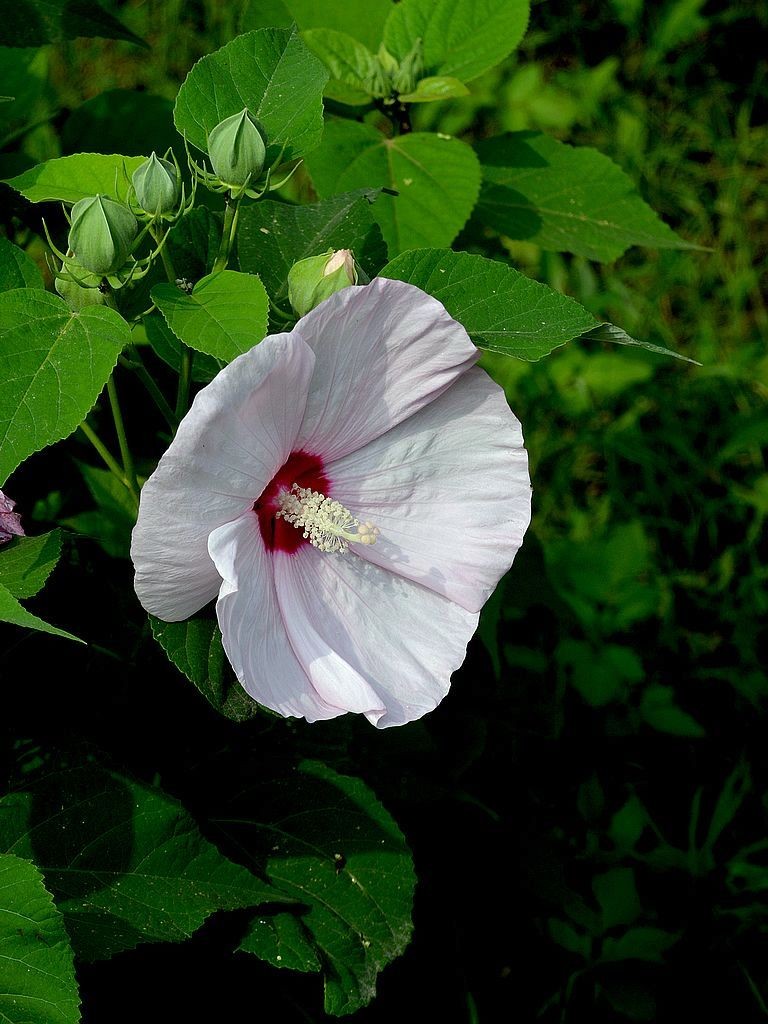 芙蓉花-8