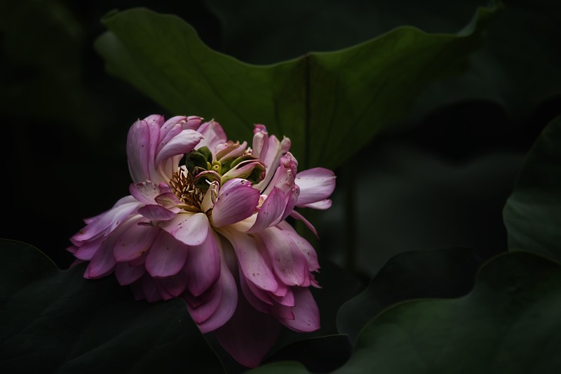 《采莲曲》  （唐代：王昌龄）