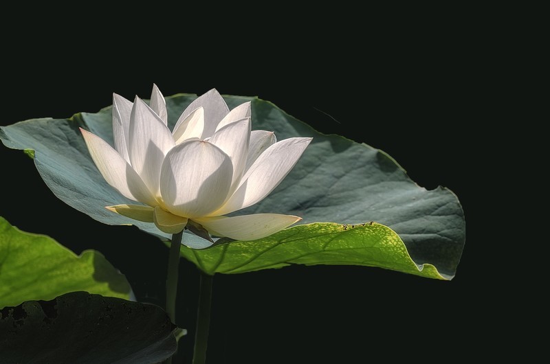 《采莲曲》  （唐代：王昌龄）