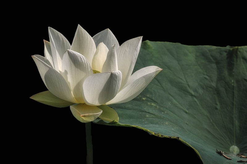 《采莲曲》  （唐代：王昌龄）