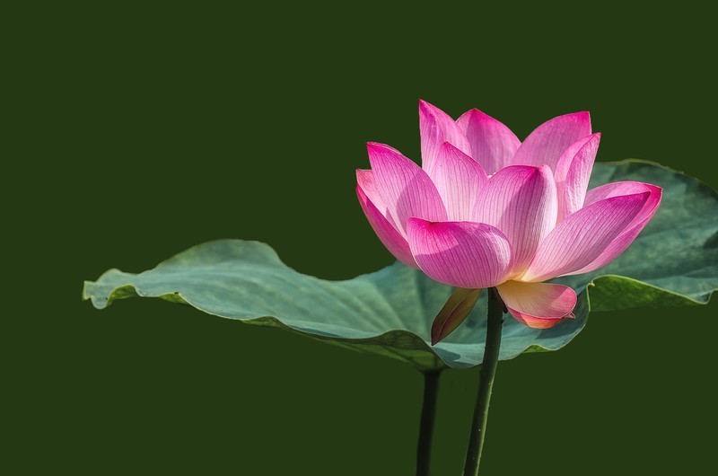 《采莲曲》  （唐代：王昌龄）