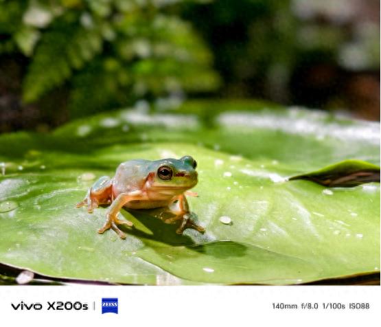 手机长焦新高度：vivo X200s如何重新定义远摄体验