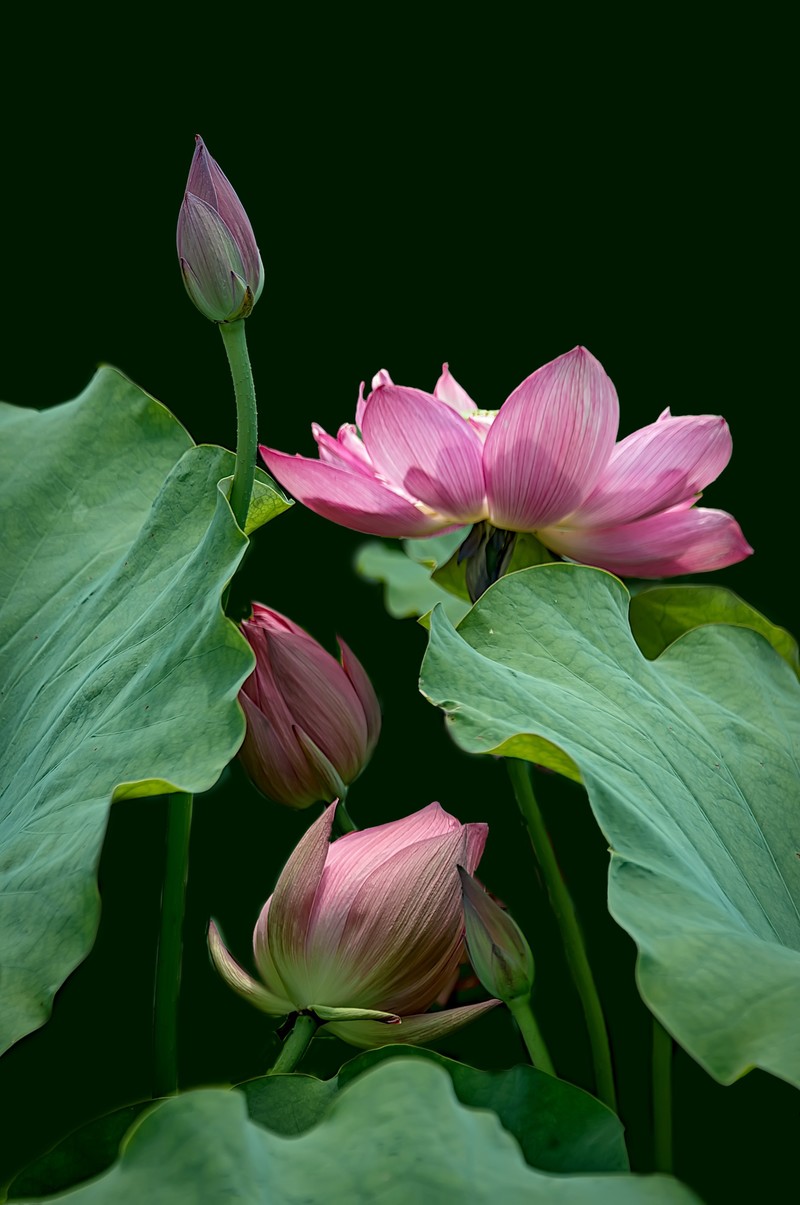 诗配画：赠荷花  李商隐 〔唐代〕