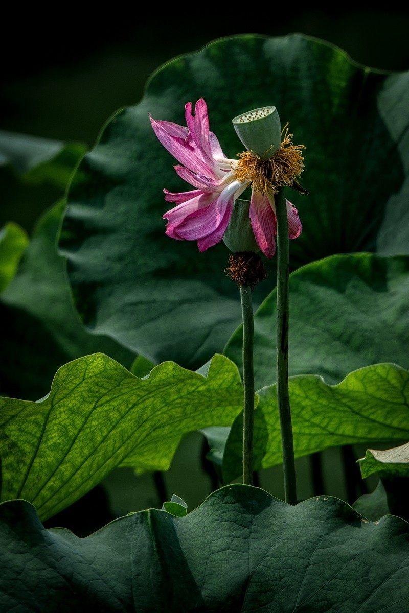 《初夏》  【 宋】 作者【姜特立】