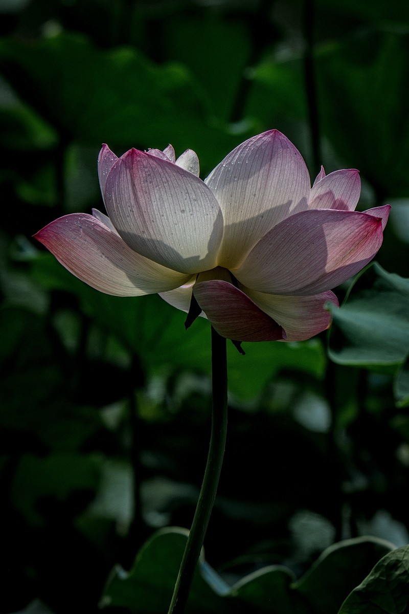 《初夏》  【 宋】 作者【姜特立】