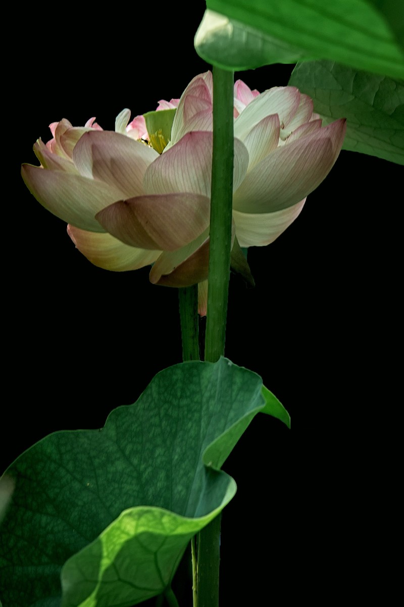 《初夏》  【 宋】 作者【姜特立】