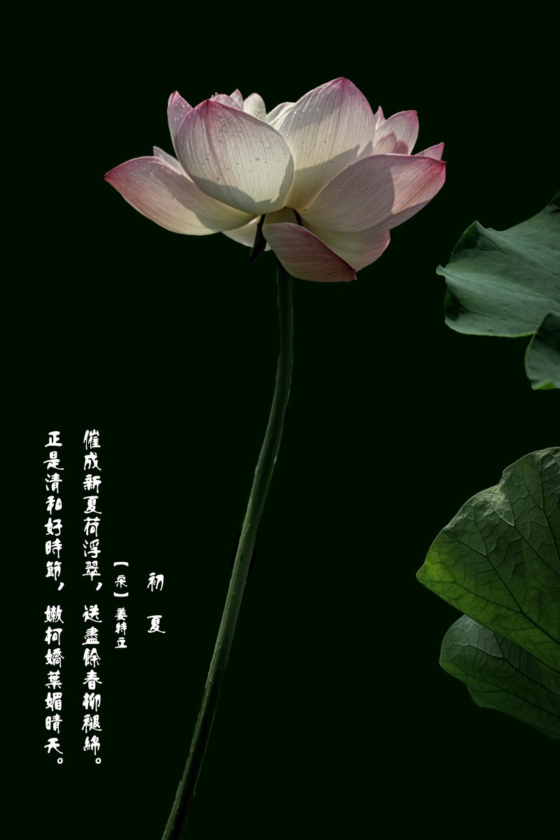 《初夏》  【 宋】 作者【姜特立】