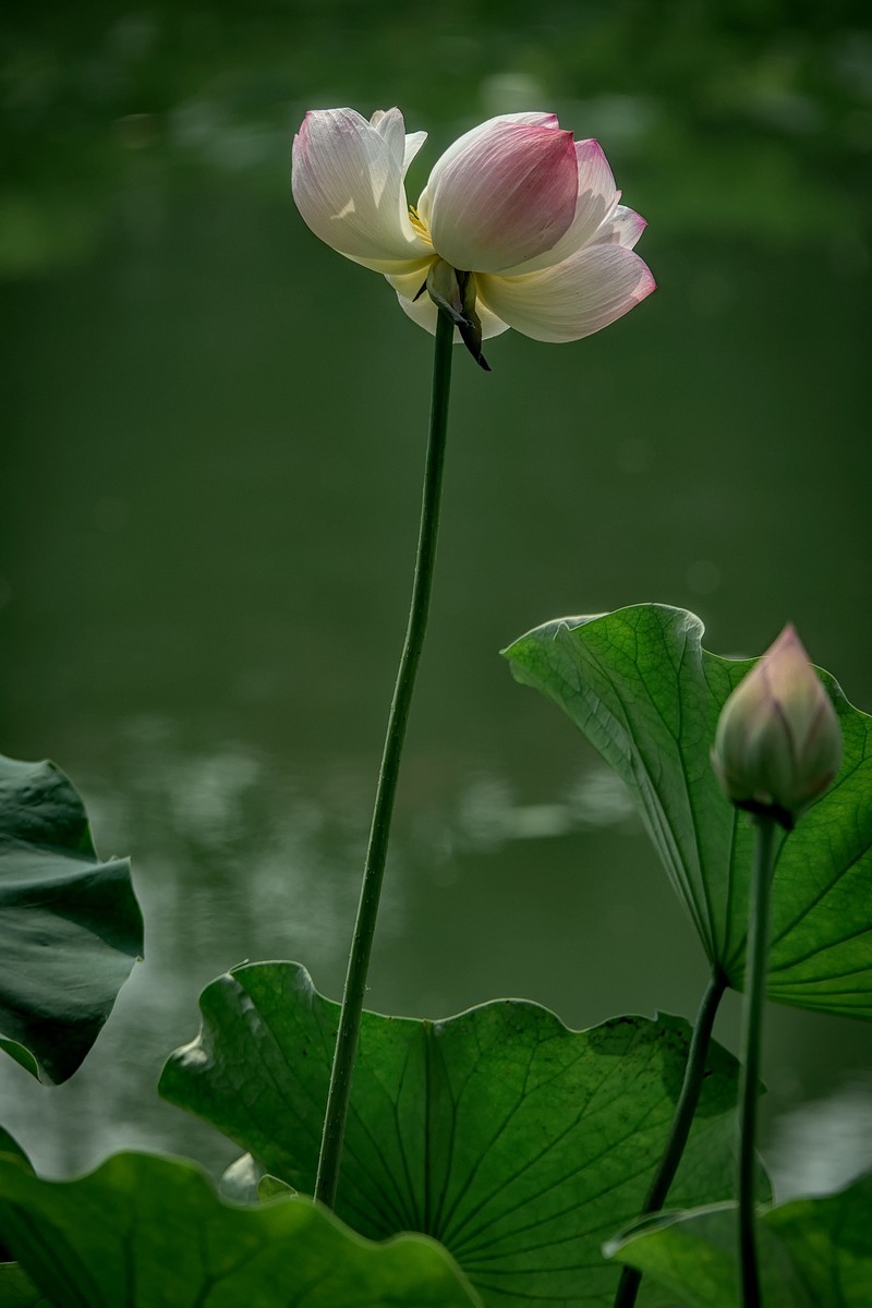 《初夏》  【 宋】 作者【姜特立】