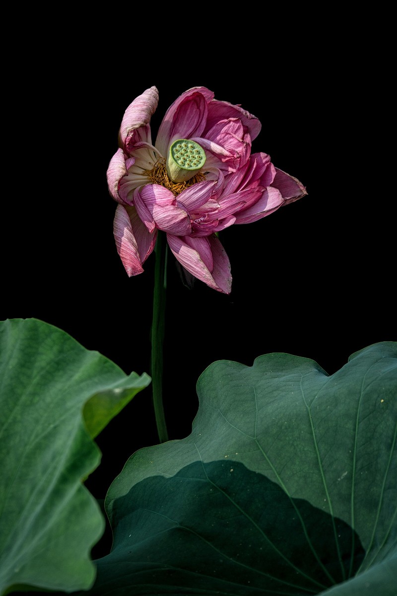 《初夏》  【 宋】 作者【姜特立】