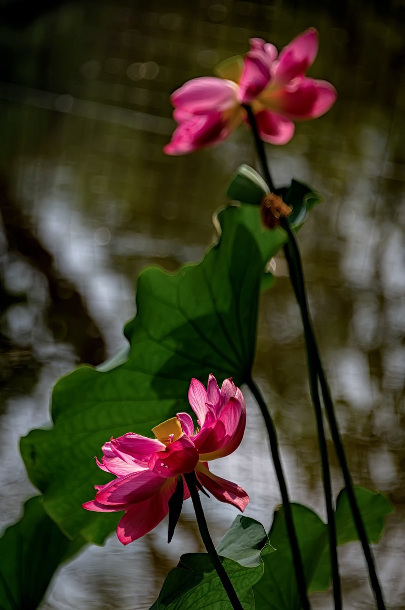 诗配画：赠荷花  李商隐 〔唐代〕