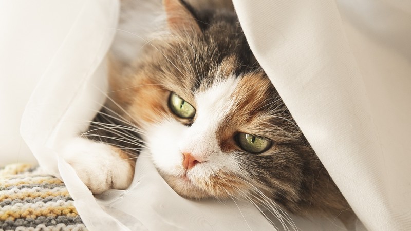 4000流明、四机同屏、双频双路Wifi，明基E592商务投影顶流之作？