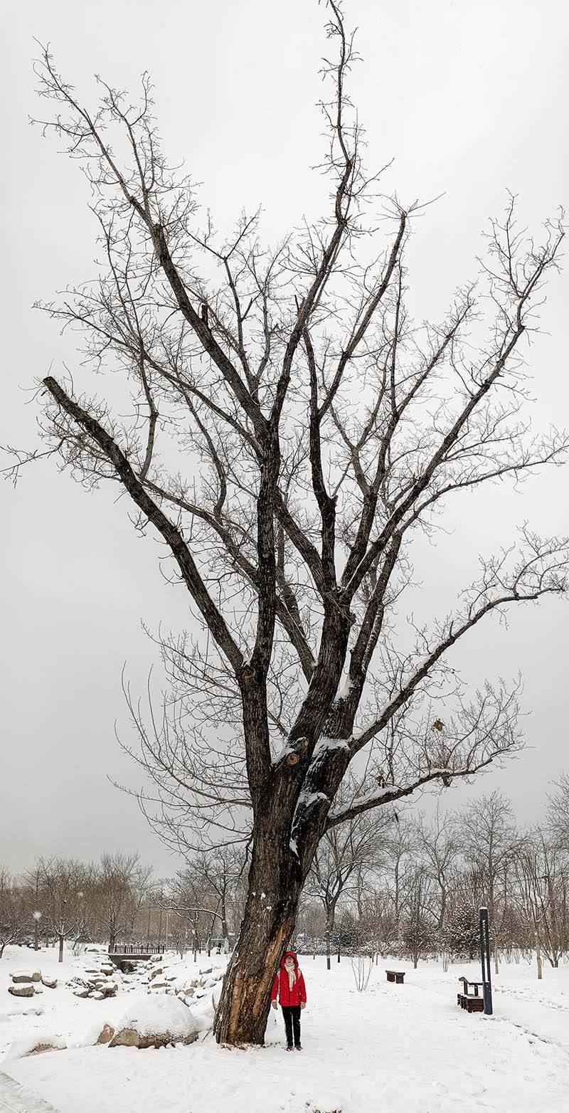 2000元价位手机如何选择？颜值性能我都要，荣耀60 SE给你标准答案