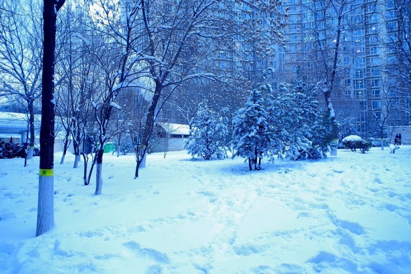 2022 — 小区里的雪世界