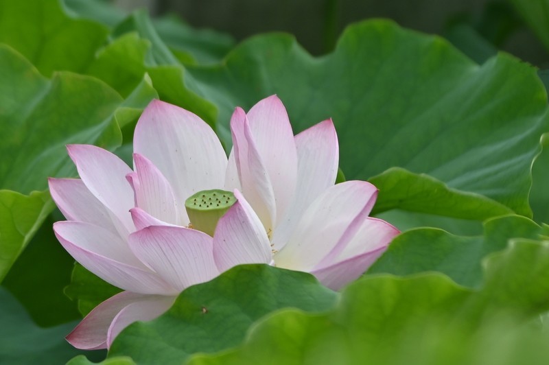 川中夏荷