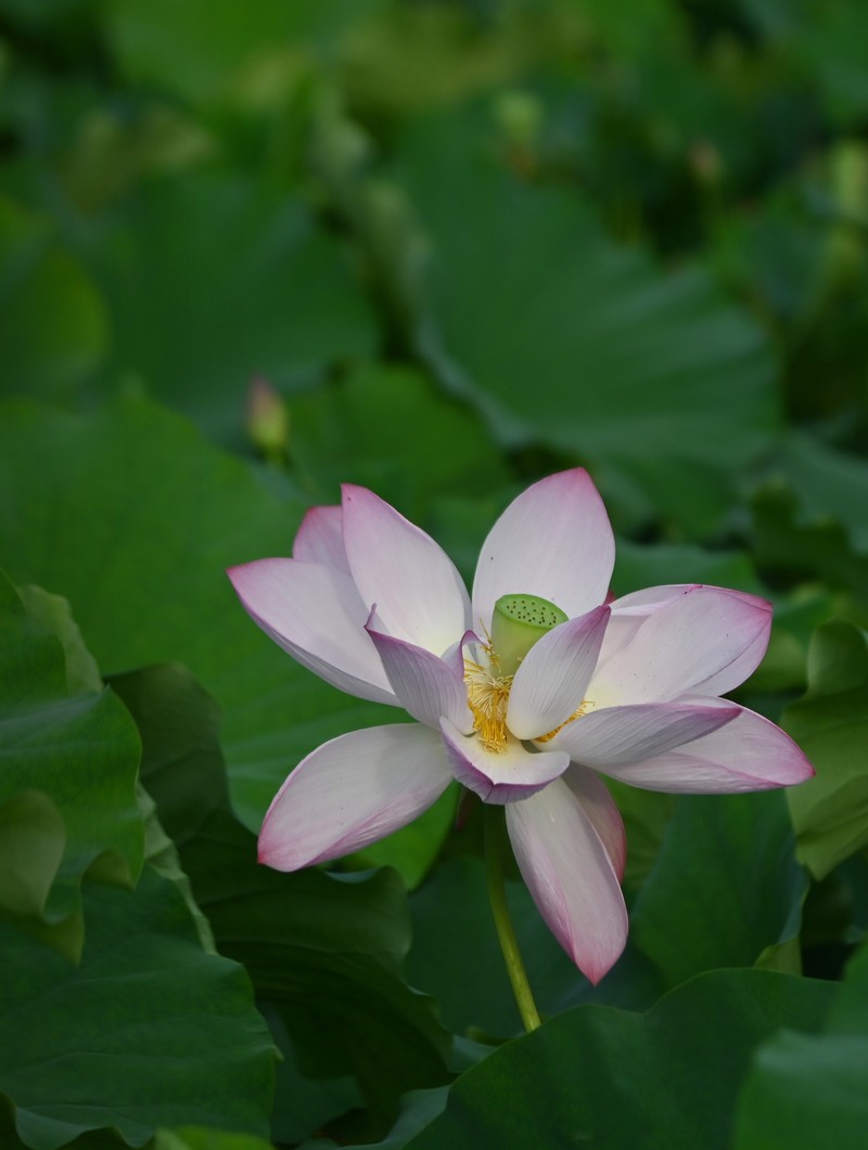 川中夏荷