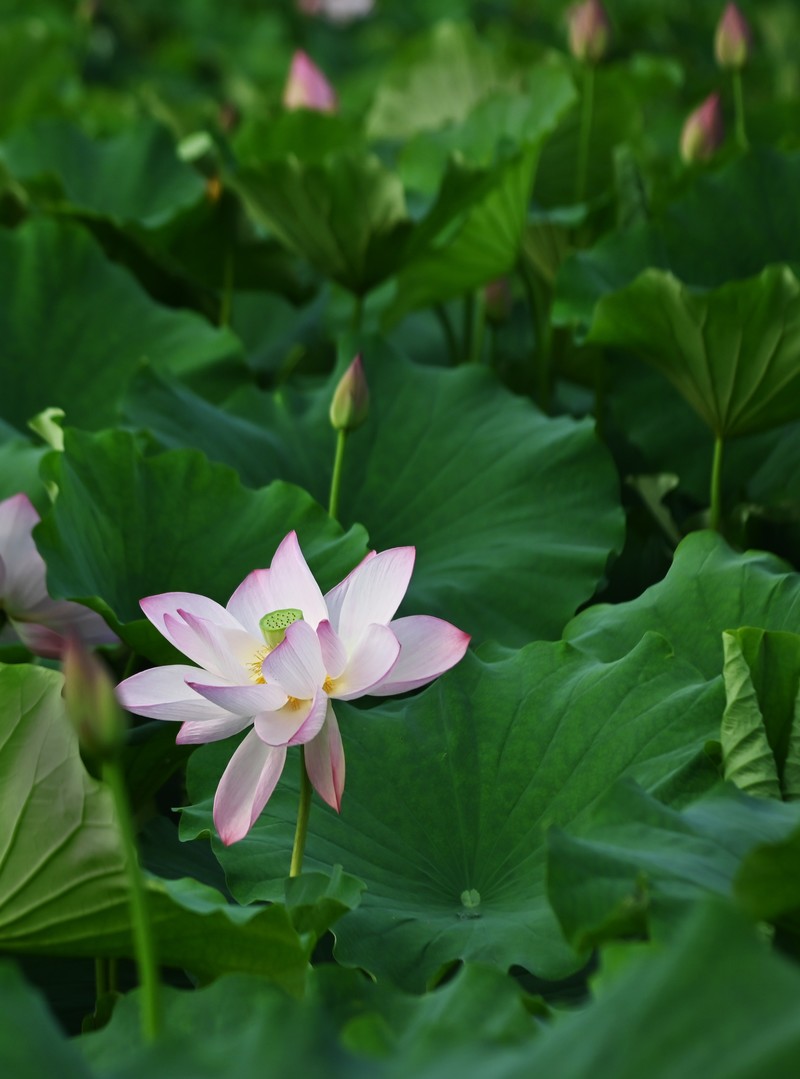 川中夏荷