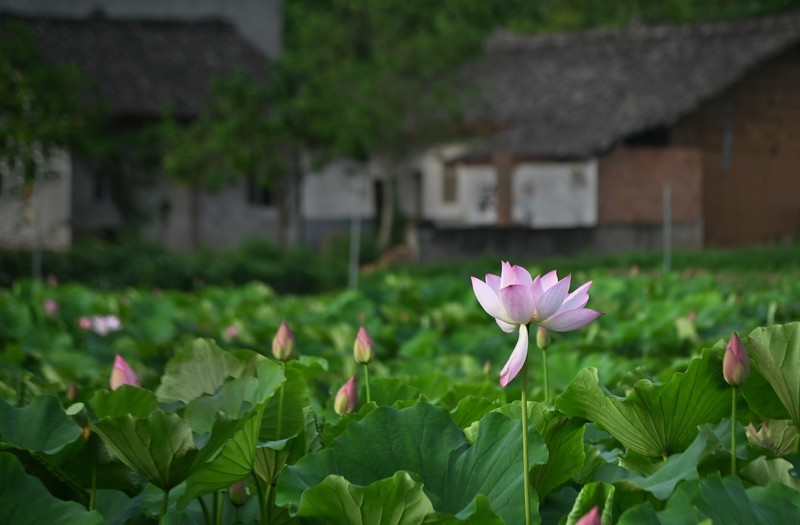 川中夏荷