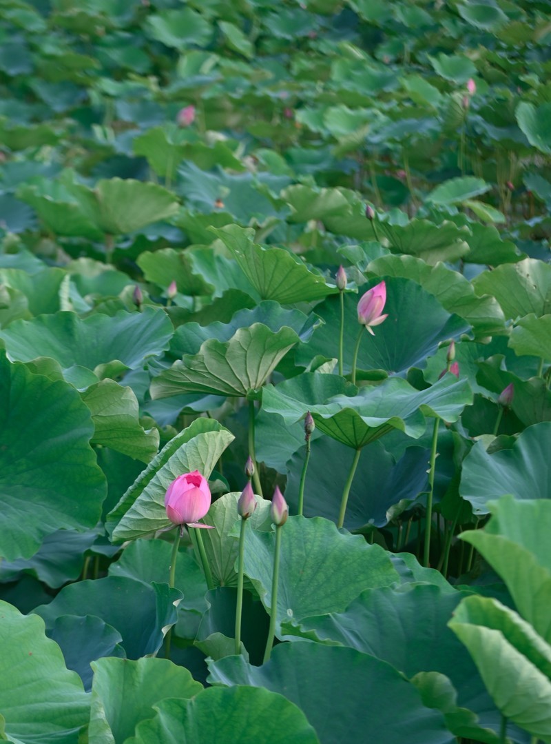 川中夏荷