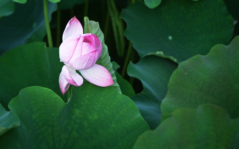川中夏荷