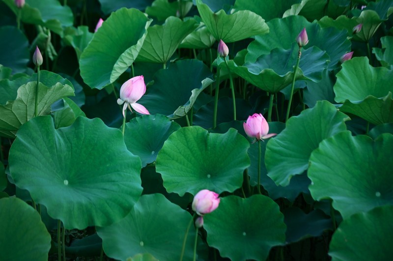 川中夏荷