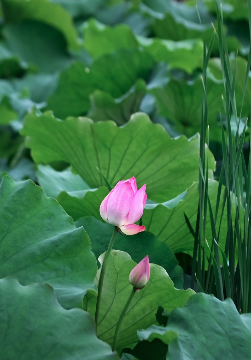 川中夏荷