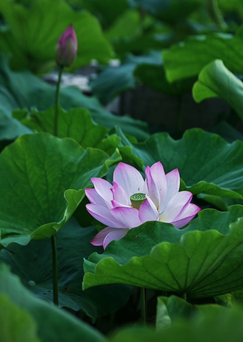 川中夏荷