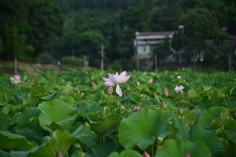 川中夏荷