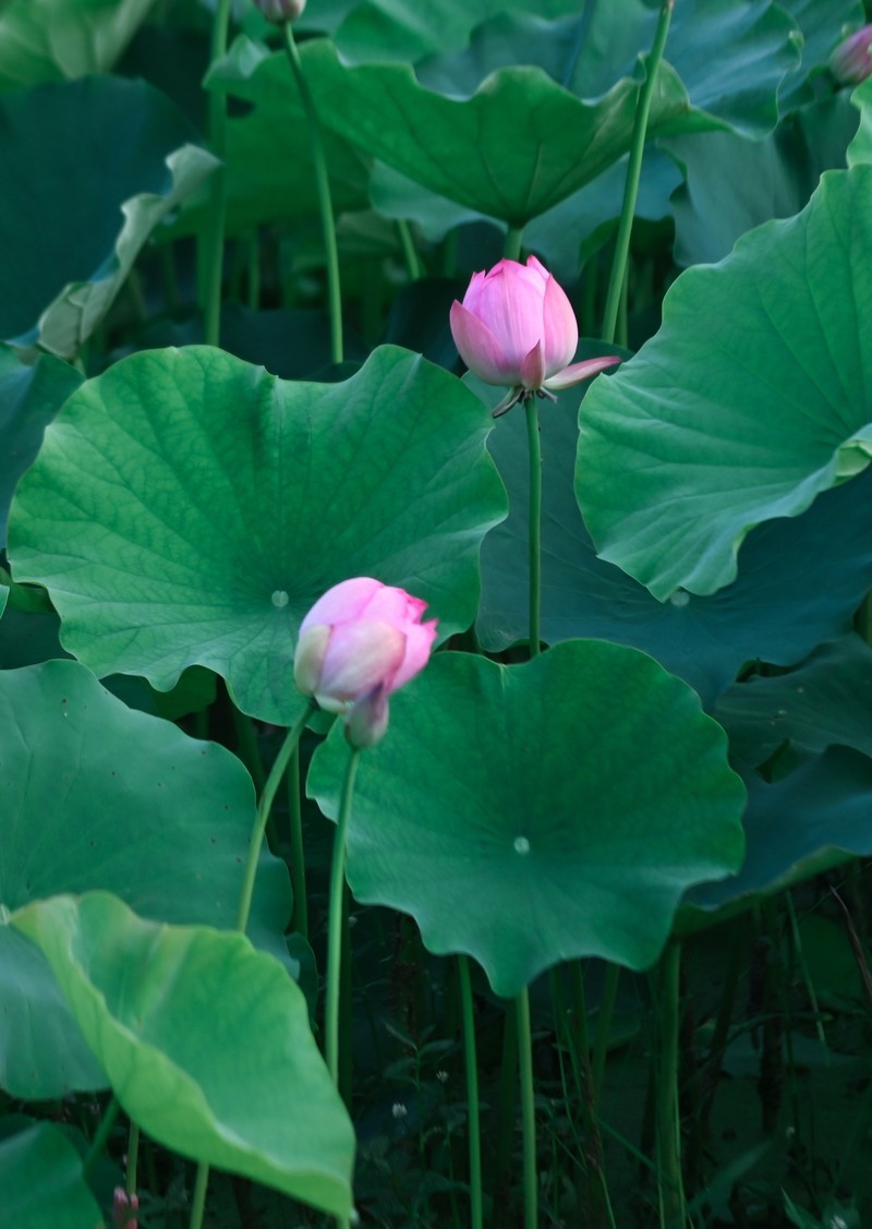 川中夏荷