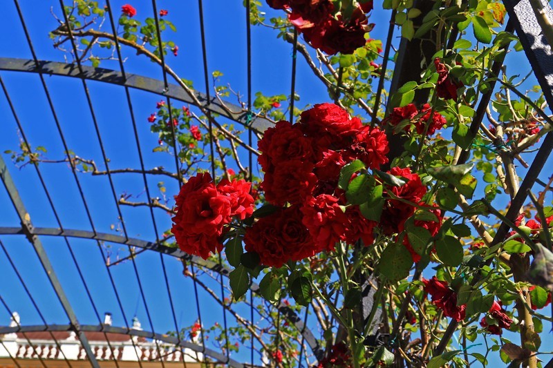 游览奥地利维也纳（一）