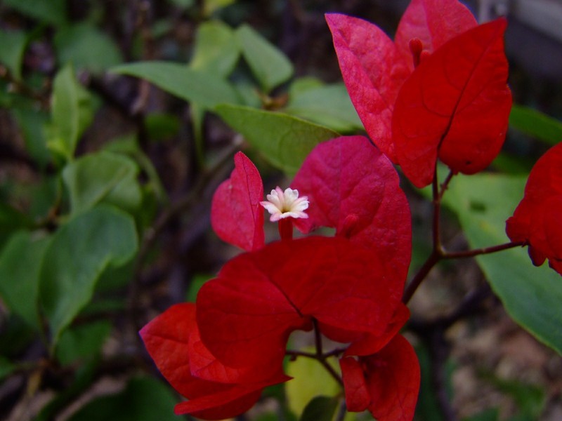 S100的RAW格式使用光影魔术手批量转换为JPEG格式，转换中只添加了去雾处理