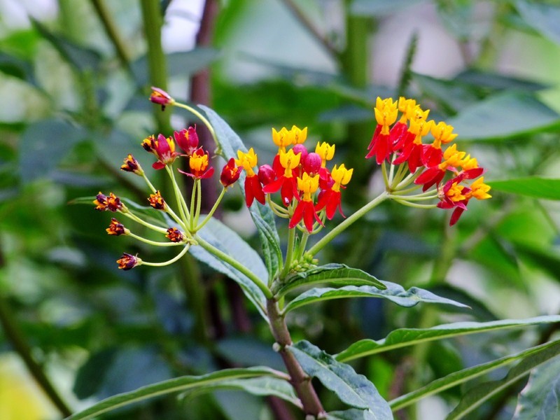 S100的RAW格式使用光影魔术手批量转换为JPEG格式，转换中只添加了去雾处理