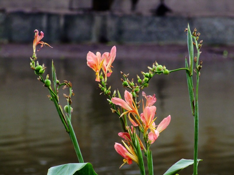 S100的RAW格式使用光影魔术手批量转换为JPEG格式，转换中只添加了去雾处理