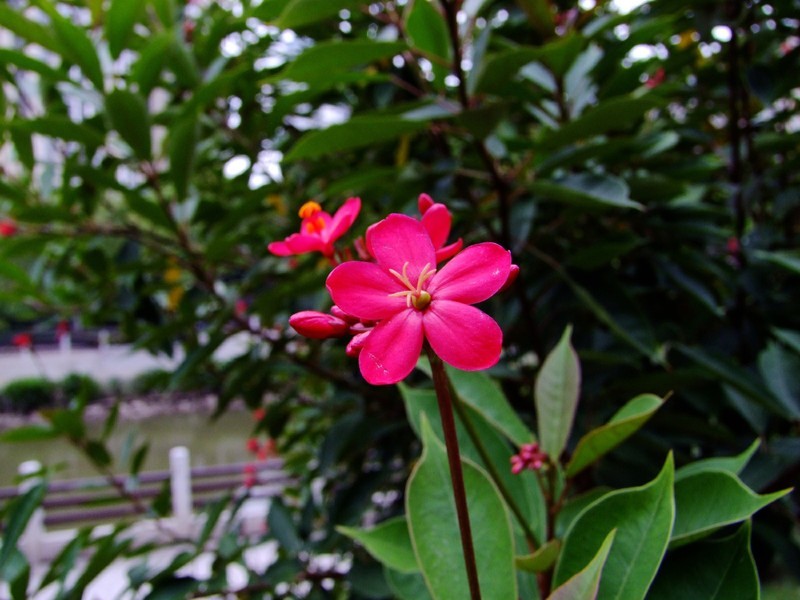 S100的RAW格式使用光影魔术手批量转换为JPEG格式，转换中只添加了去雾处理