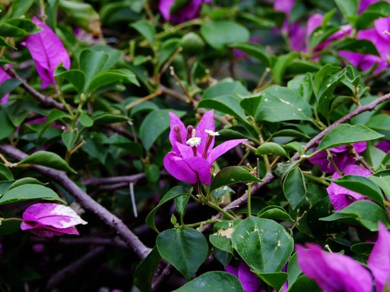 S100的RAW格式使用光影魔术手批量转换为JPEG格式，转换中只添加了去雾处理