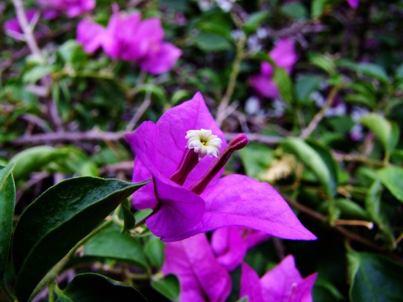 S100的RAW格式使用光影魔术手批量转换为JPEG格式，转换中只添加了去雾处理