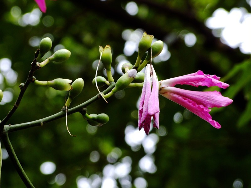 S100的RAW格式使用光影魔术手批量转换为JPEG格式，转换中只添加了去雾处理