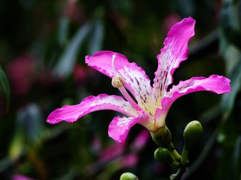 S100的RAW格式使用光影魔术手批量转换为JPEG格式，转换中只添加了去雾处理