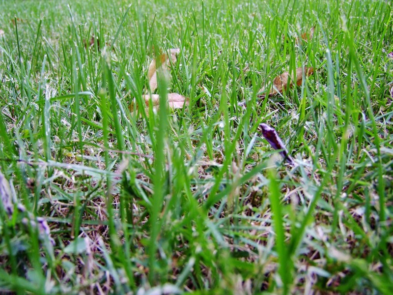 S100的RAW格式使用光影魔术手批量转换为JPEG格式，转换中只添加了去雾处理